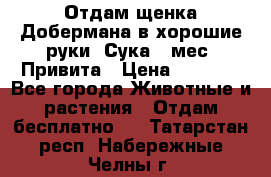 Отдам щенка Добермана в хорошие руки. Сука 5 мес. Привита › Цена ­ 5 000 - Все города Животные и растения » Отдам бесплатно   . Татарстан респ.,Набережные Челны г.